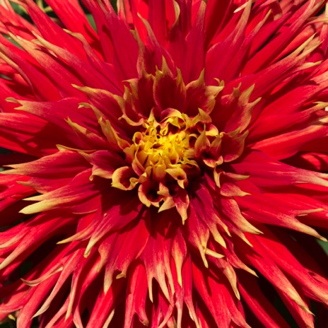 Dahlia