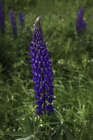 Lupine - NHP103