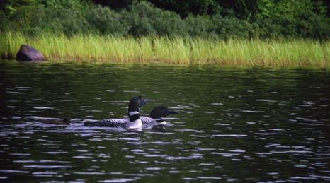 Family of Loons - NHP106