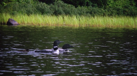 Family of Loons - NHP106 Family of Loons - NHP106